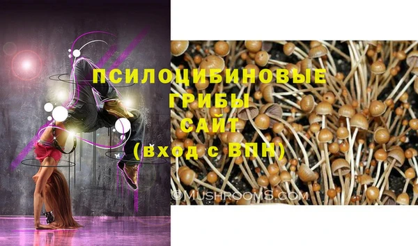 прущие грибы Саяногорск
