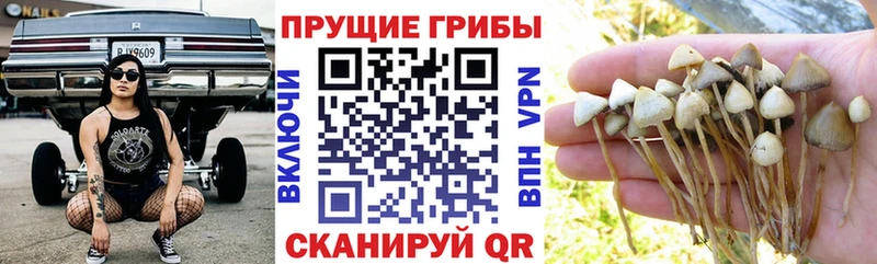 что такое Семилуки Галлюциногенные грибы Psilocybine cubensis